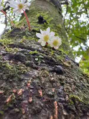 なんの花だったかな😅