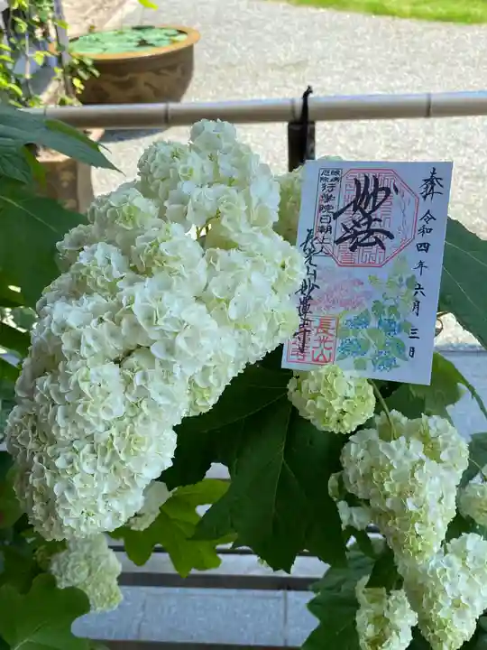 妙蓮寺の御朱印