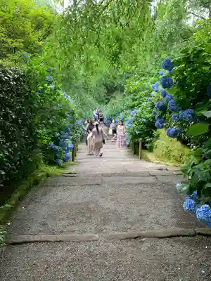 明月院(神奈川県)