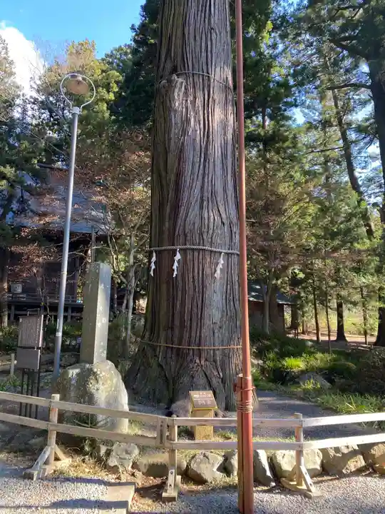 河口浅間神社の自然