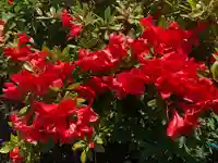 境香取神社の自然