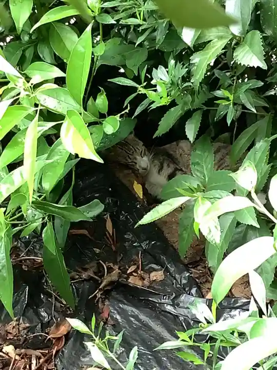 三輪神社の動物