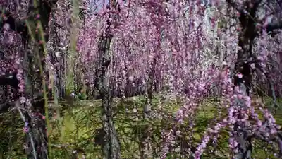 城南宮(京都府)