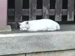 今戸神社の動物