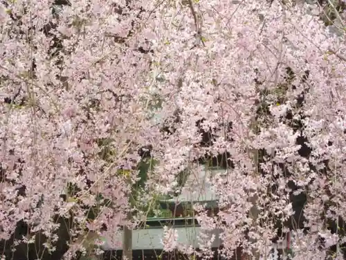 大國魂神社の自然