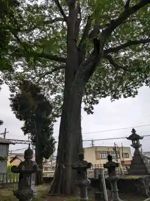杉生神社の{uncategorized: "未分類", other: "その他", undefined: "問題あり", building: "その他建物", grave: "お墓", sacred_gate: "鳥居", guardian: "狛犬", statue: "像", buddha: "仏像", history: "歴史", nature: "自然", garden: "庭園", animal: "動物", pagoda: "塔", temizu: "手水舎", mountain_gate: "山門・神門", sanctuary: "本殿・本堂", subordinate: "末社・摂社", art: "芸術", scenery: "景色", jizo: "地蔵", ema: "絵馬", goshuin: "御朱印", omikuji: "おみくじ", items: "授与品その他", amulet: "お守り", goshuincho: "御朱印帳", eats: "食事", festival: "お祭り", votive_dance: "神楽", shichigosan: "七五三参", wedding: "結婚式", experience: "体験その他", initially: "初詣", around: "周辺", anti_infection: "感染症対策"}