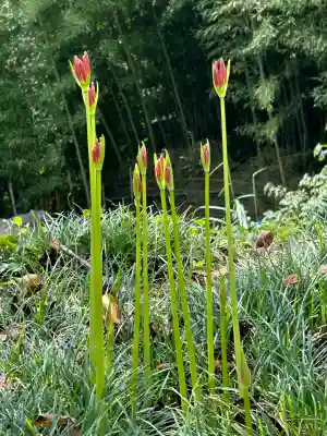 国宝 大法寺(長野県)