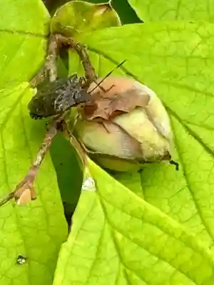 天得院(京都府)