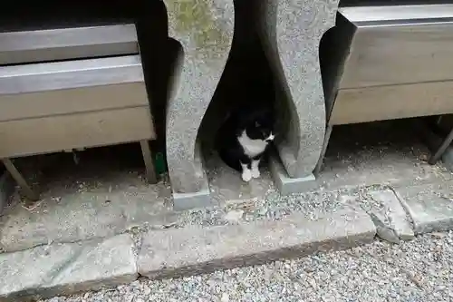 伏見稲荷大社の動物