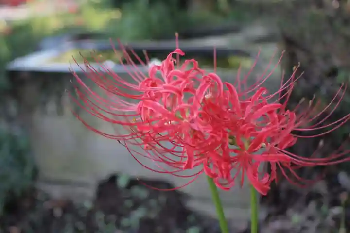 糀谷八幡宮の自然