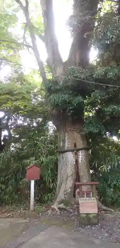 大鷲神社の自然
