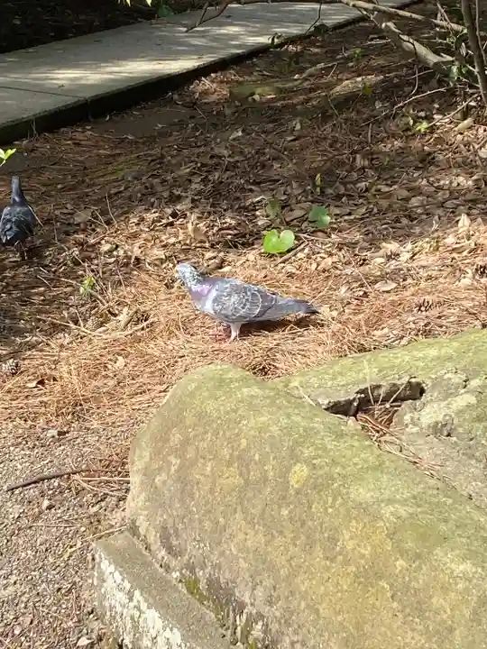 日御碕神社(島根県)