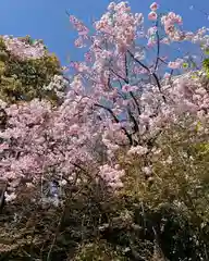 晴明神社の自然