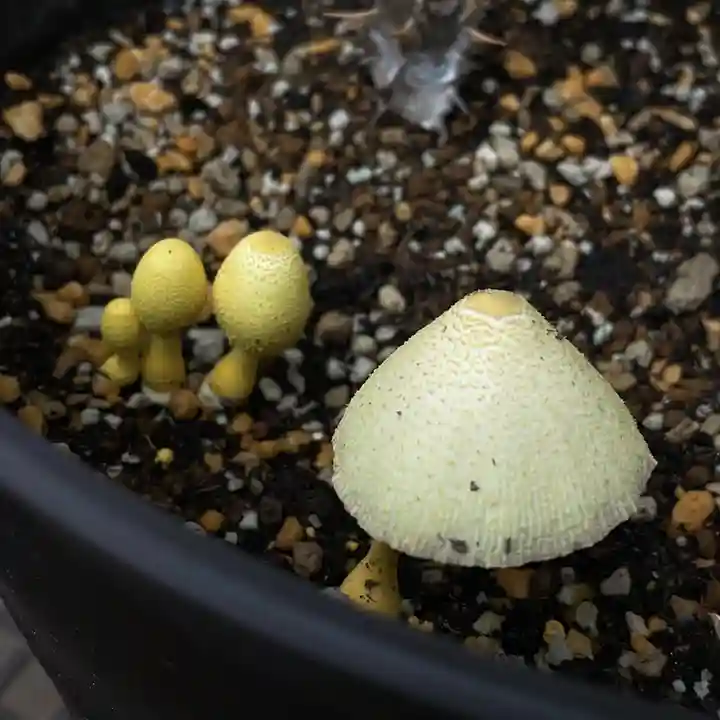 成田山大照寺(北海道)