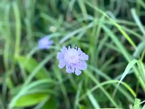 禰固岳神社の自然
