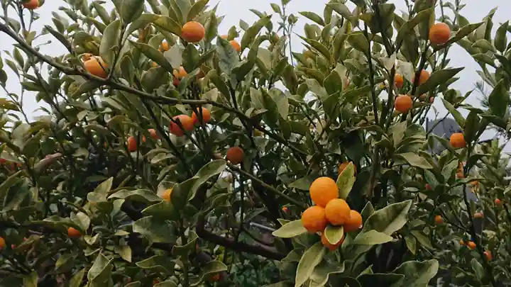 医王寺(静岡県)