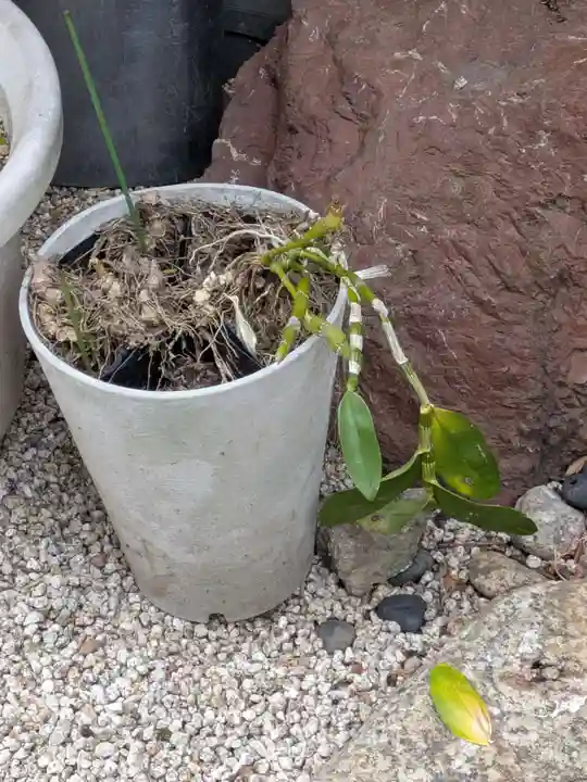 専行寺(東京都)