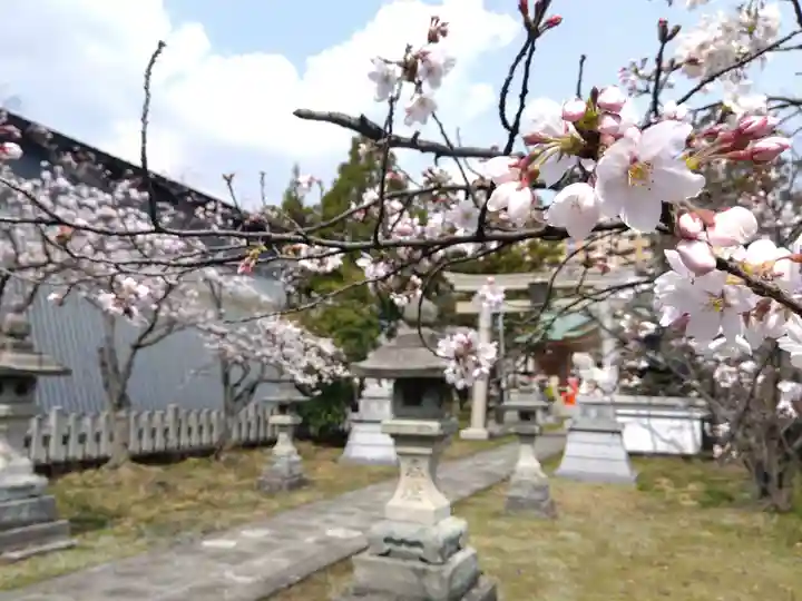 櫻谷神社(福井県)