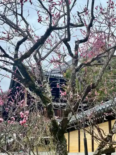 くろ谷 金戒光明寺の自然