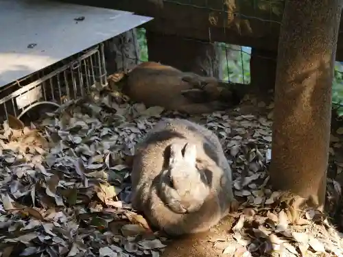 太子堂八幡神社の動物