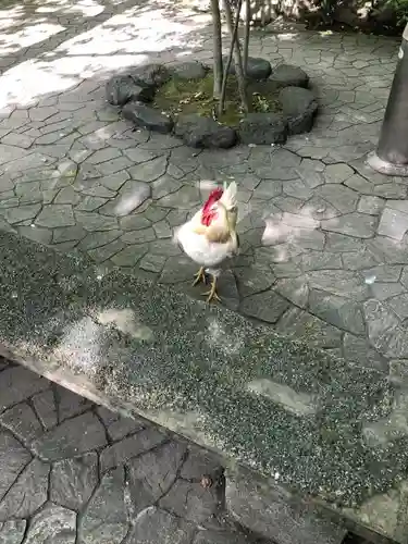 熱田神宮の動物