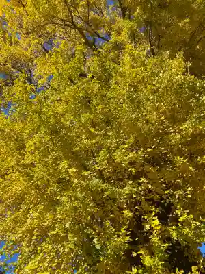 長沼八幡宮(栃木県)