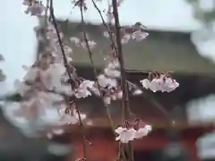 富士山本宮浅間大社(静岡県)