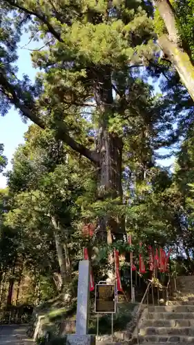 塩船観音寺の自然