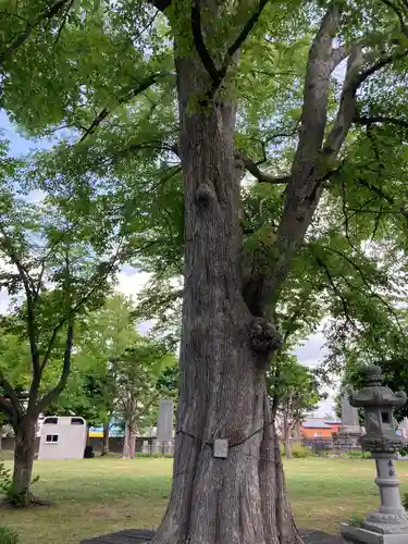 当別神社の自然