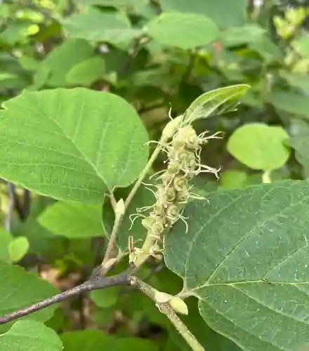 上野大佛の自然