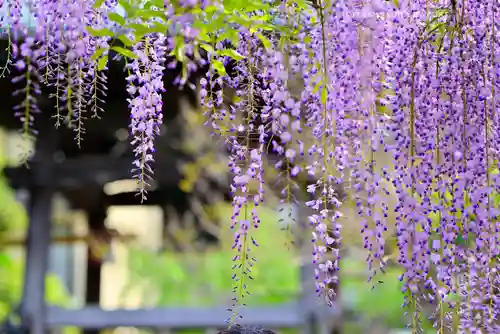 西新井大師総持寺(東京都)