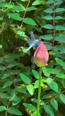 長谷寺(神奈川県)