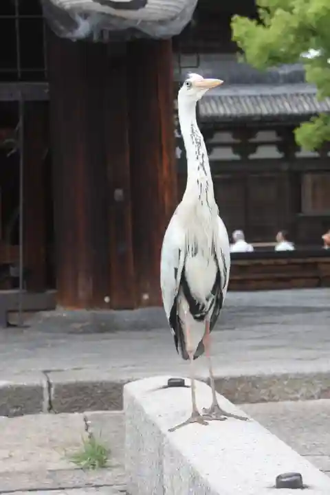 東寺(教王護国寺)の動物