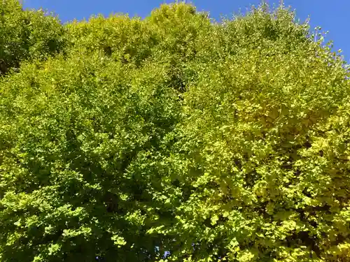 亀ケ池八幡宮の自然