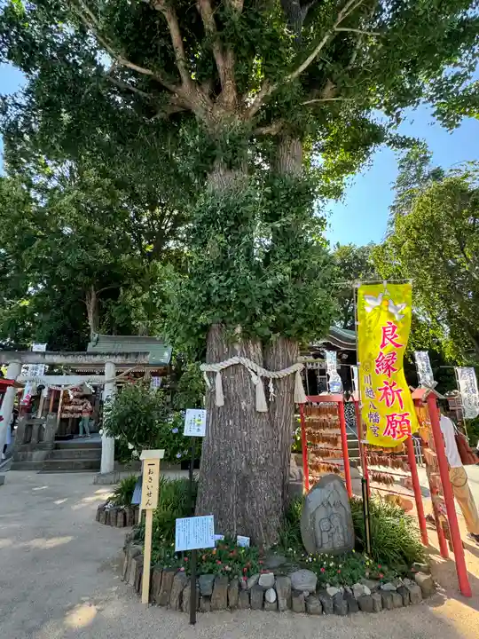 川越八幡宮(埼玉県)