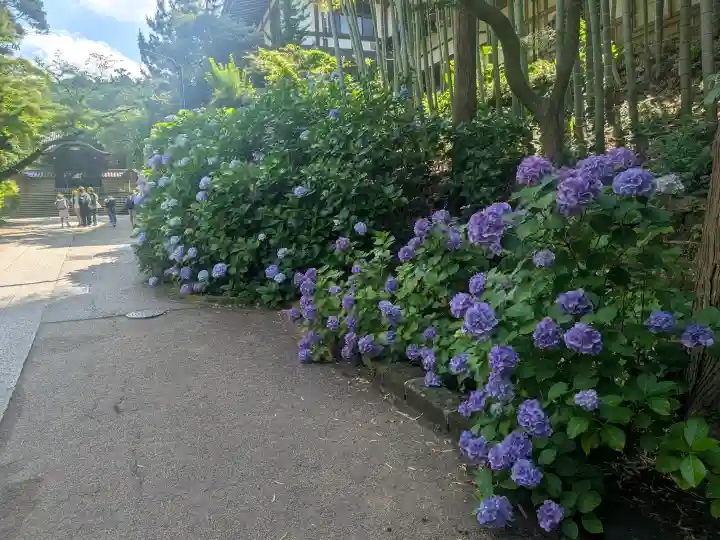 円覚寺(神奈川県)
