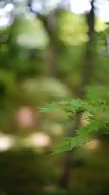 常寂光寺(京都府)