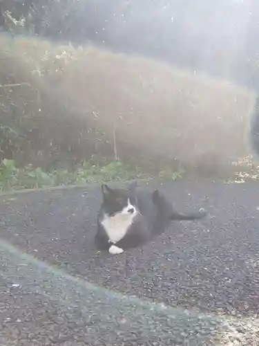 白金氷川神社の動物