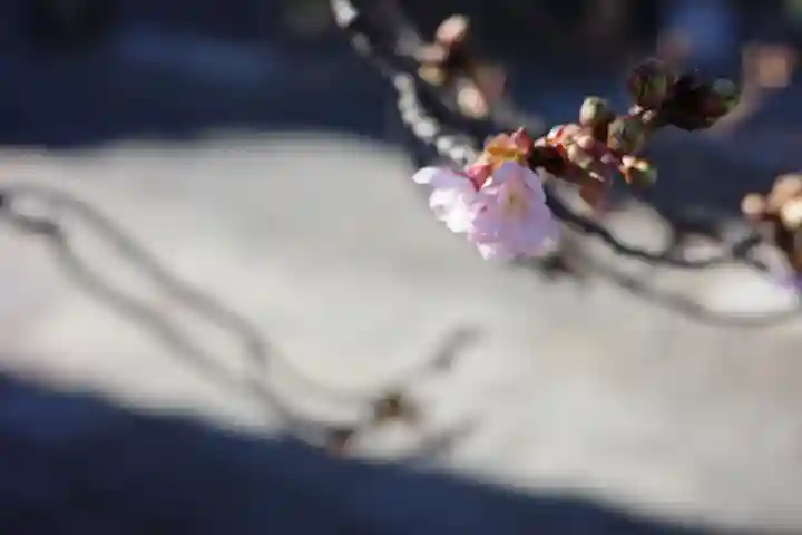 西新井大師総持寺の自然