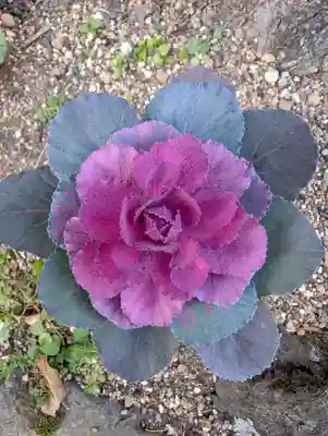 大綱金刀比羅神社(神奈川県)