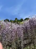 天台宗 五大山 白毫寺の{uncategorized: "未分類", other: "その他", undefined: "問題あり", building: "その他建物", grave: "お墓", sacred_gate: "鳥居", guardian: "狛犬", statue: "像", buddha: "仏像", history: "歴史", nature: "自然", garden: "庭園", animal: "動物", pagoda: "塔", temizu: "手水舎", mountain_gate: "山門・神門", sanctuary: "本殿・本堂", subordinate: "末社・摂社", art: "芸術", scenery: "景色", jizo: "地蔵", ema: "絵馬", goshuin: "御朱印", omikuji: "おみくじ", items: "授与品その他", amulet: "お守り", goshuincho: "御朱印帳", eats: "食事", festival: "お祭り", votive_dance: "神楽", shichigosan: "七五三参", wedding: "結婚式", experience: "体験その他", initially: "初詣", around: "周辺", anti_infection: "感染症対策"}