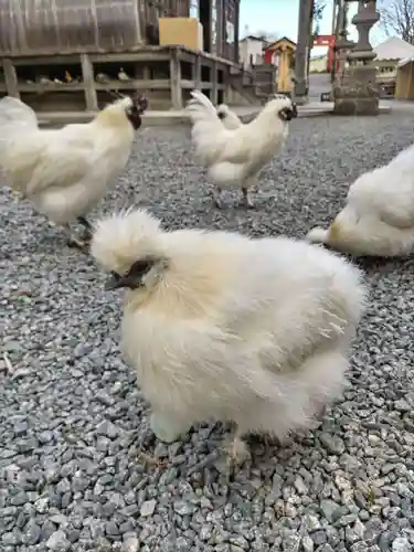 高屋敷稲荷神社(福島県)
