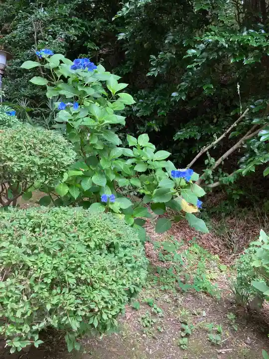 武州柿生琴平神社の自然