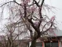 深澤不動教会の自然