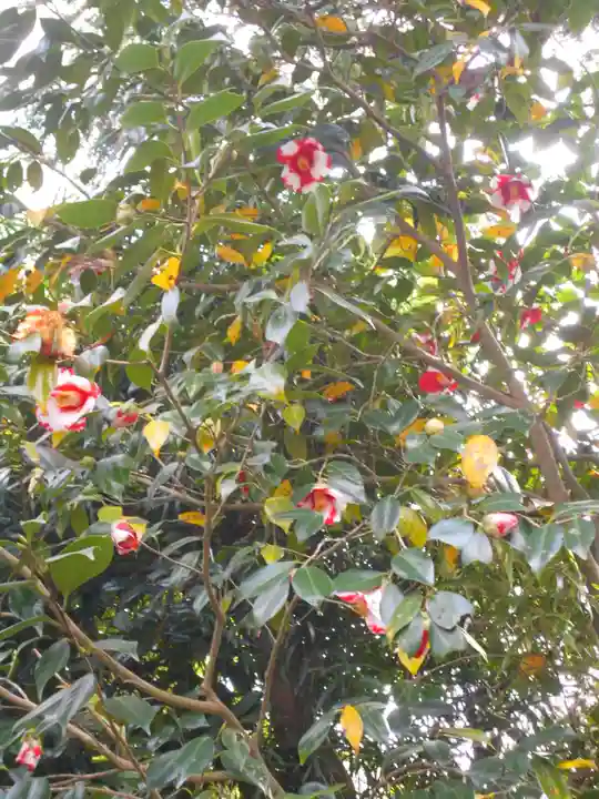 極楽寺(霊鷲山感應院極楽律寺)の自然