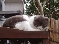 宗隆寺の動物