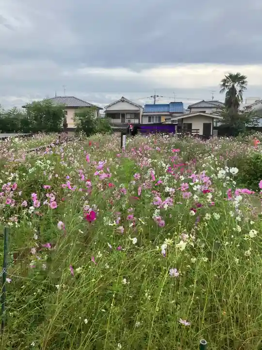 般若寺 ❁コスモス寺❁(奈良県)