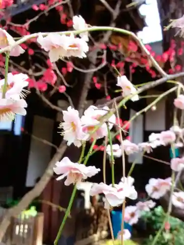 玄国寺(東京都)