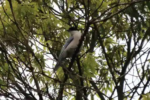 熊野福藏神社の自然