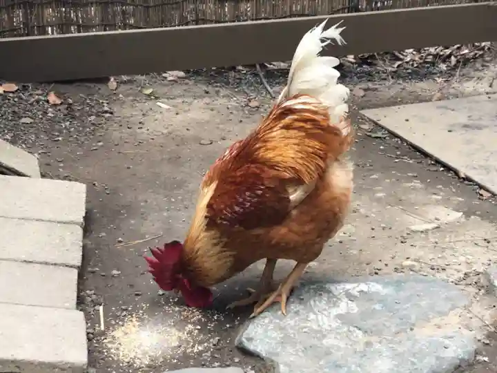 熱田神宮の動物